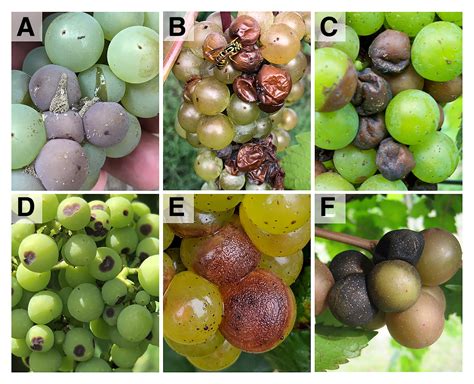 Rotting Grapes Don’t Improve with Age: Cluster Rot Disease 